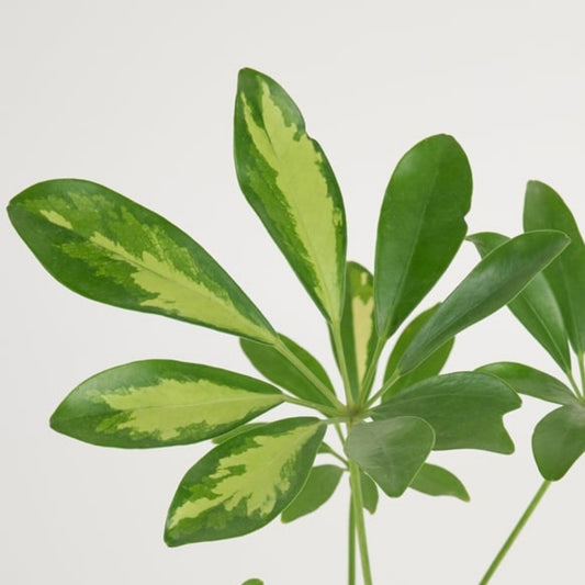 Rosa Concrete – Pembe Beton Saksıda Schefflera