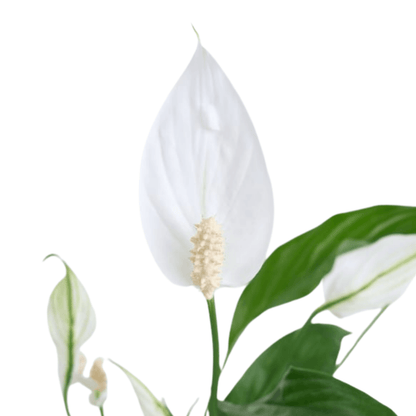 Kare Desenli Saksıda Spatifilyum Bitkisi - Rosentra | Premium Flowers