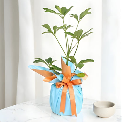 Azure Soleil – Turuncu Mavi Buketli Polimer Saksıda Schefflera