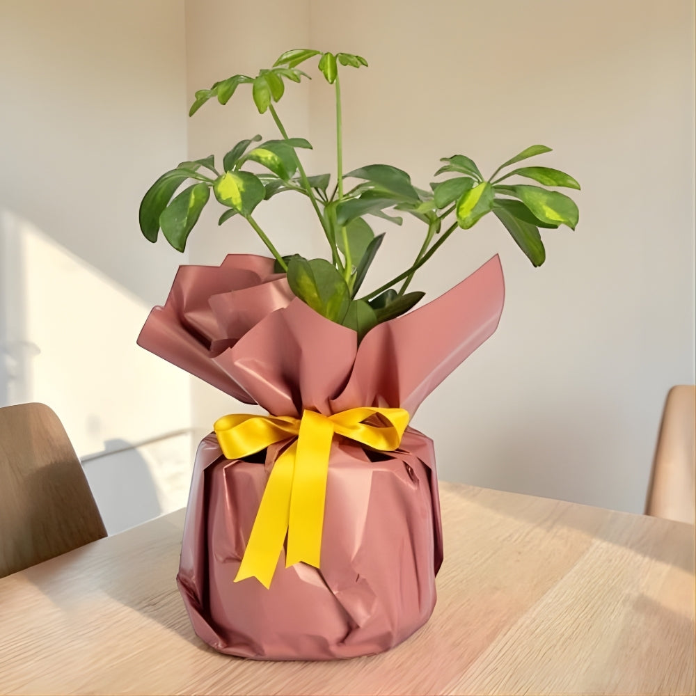 Coral Verde – Koyu Somon Buketli Polimer Saksıda Schefflera