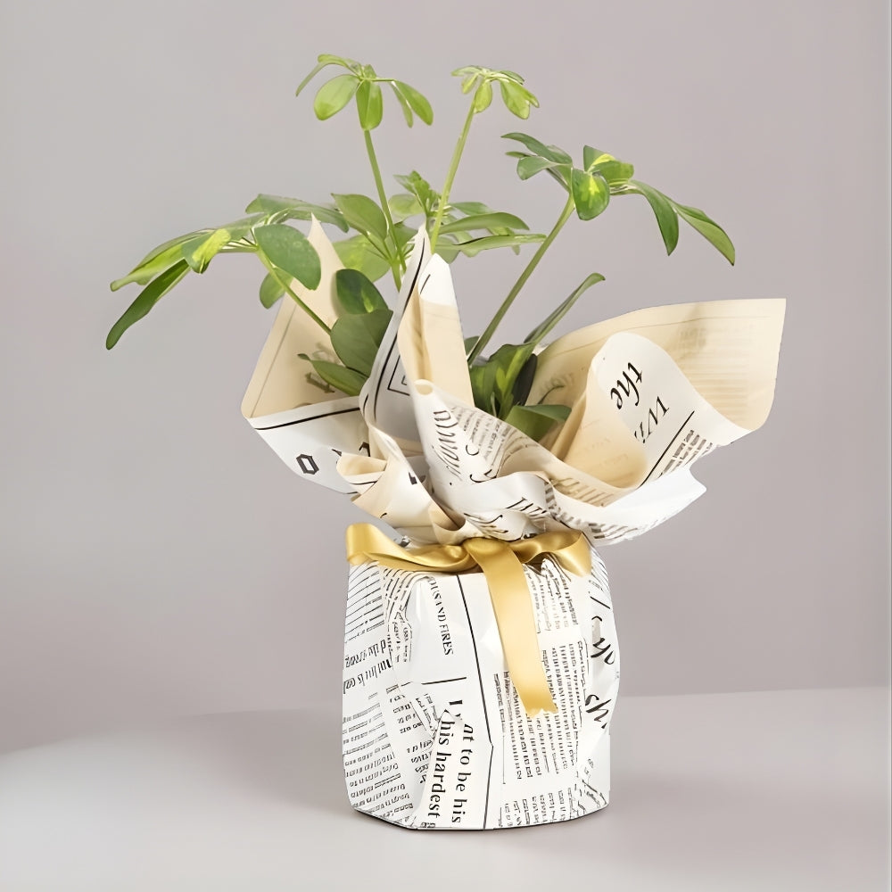Grigio Wrap – Gri Gazete Buketli Polimer Saksıda Schefflera