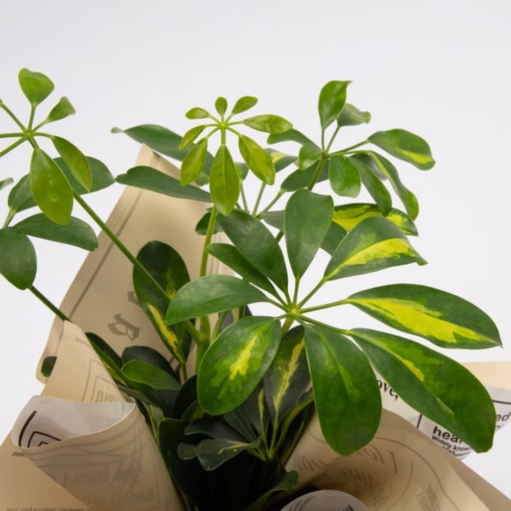 Grigio Wrap – Gri Gazete Buketli Polimer Saksıda Schefflera