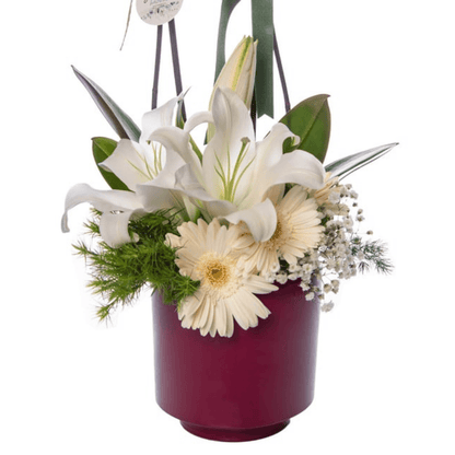 Saksıda Mor Orkide & Beyaz Lilyum & Gerbera - Rosentra | Premium Flowers