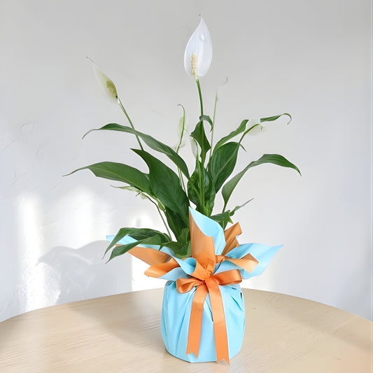 Azure Bloom – Turuncu Mavi Buketli Polimer Saksıda Spatifilyum