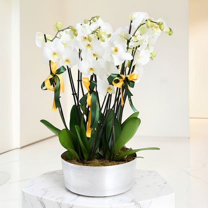 Maison Blanche X – 10'lu Beyaz Orkide