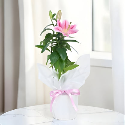 Perla Rosa Lily – Beyaz Polimer Saksıda Pembe Lilyum