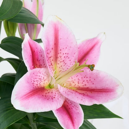 Perla Rosa Lily – Beyaz Polimer Saksıda Pembe Lilyum