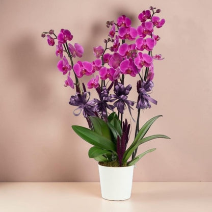 Royal Violet 4 – Beyaz Saksıda 4 Dal Mor Orkide