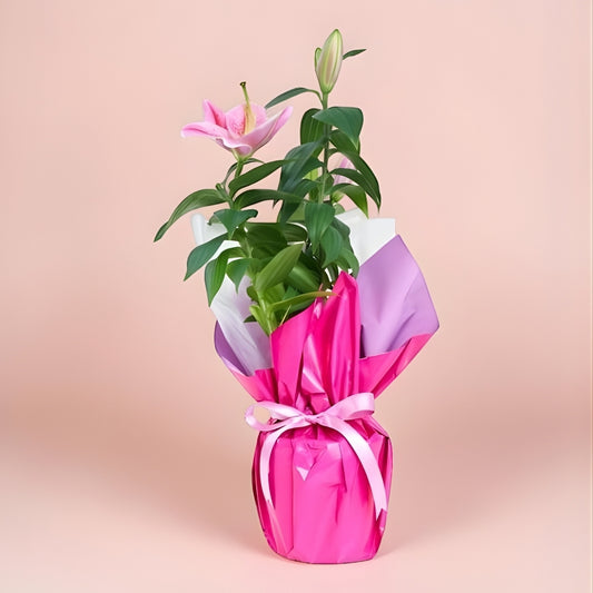 Elegant Blush – Beyaz Polimer Saksıda Pembe Lilyum
