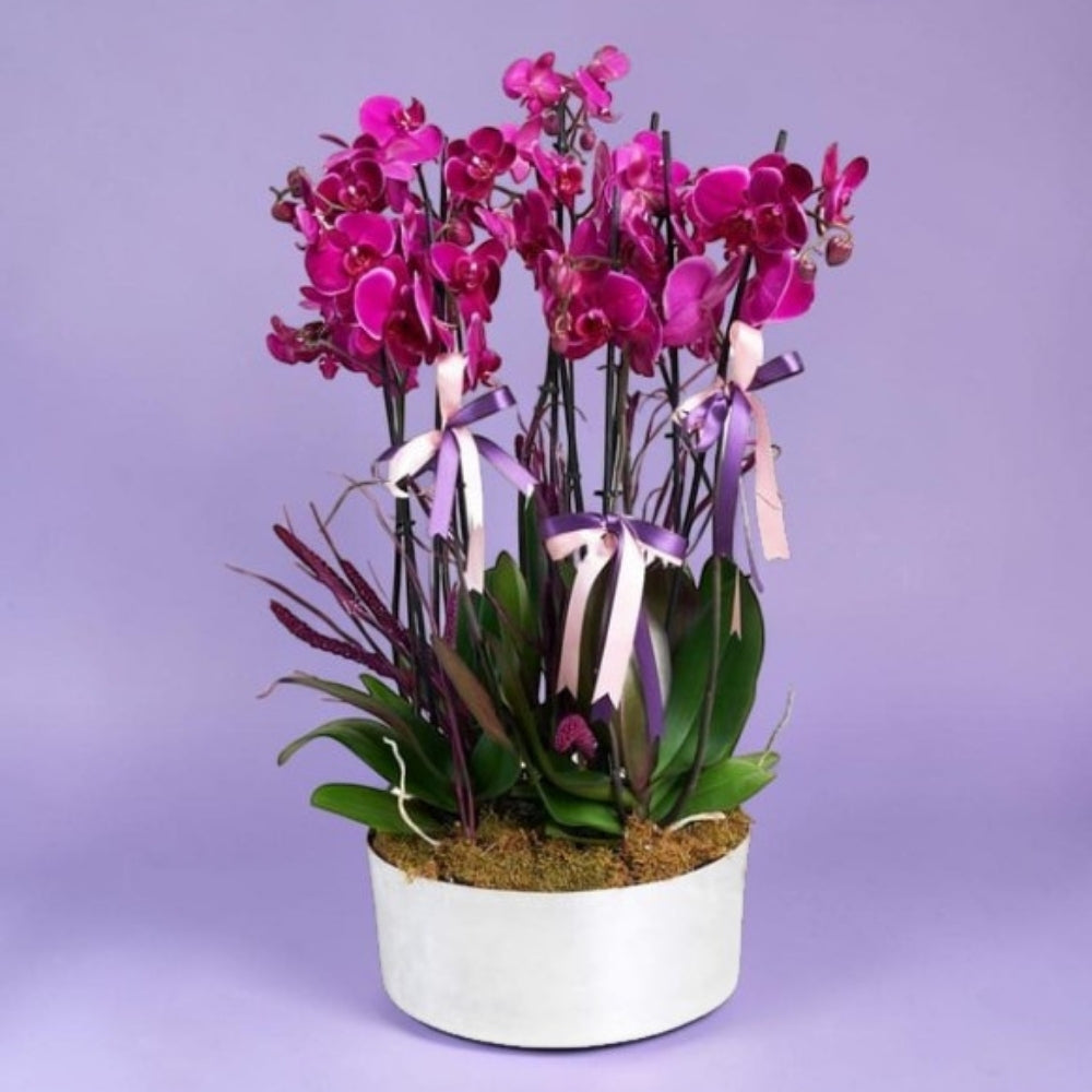 Imperial Violet X – 10'lu Mor Orkide