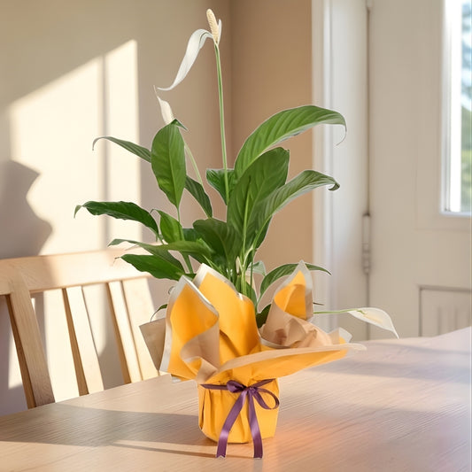 Soleil Peace – Sarı Buketli Mor Kurdeleli Saksıda Spatifilyum