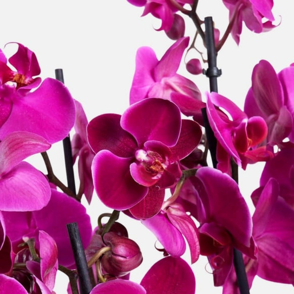 Imperial Violet X – 10'lu Mor Orkide