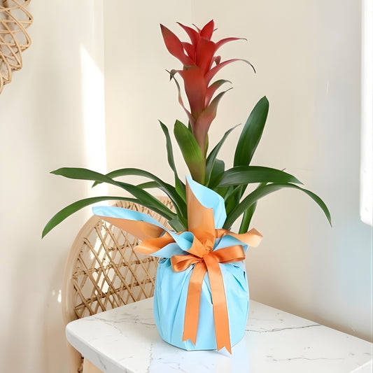 Tropical Azure – Turuncu Mavi Buketli Polimer Saksıda Guzmania