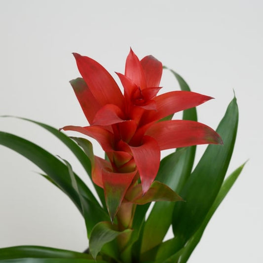 Tropical Azure – Turuncu Mavi Buketli Polimer Saksıda Guzmania