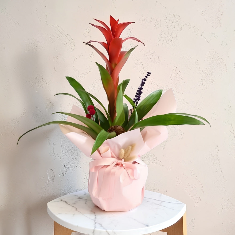 Blush Tropica – Krem Pudra Buketli Saksıda Guzmanya