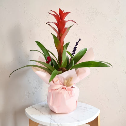 Blush Tropica – Krem Pudra Buketli Saksıda Guzmanya