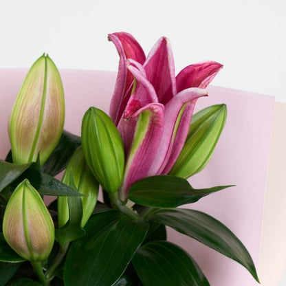 Pink Aura Lily – Pembe Buket Kağıtlı Polimer Saksıda Pembe Lilyum