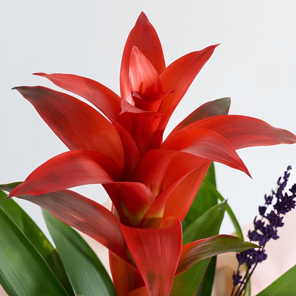 Blush Tropica – Krem Pudra Buketli Saksıda Guzmanya