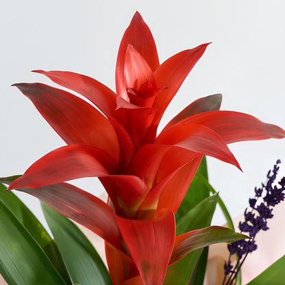 Blush Tropica – Krem Pudra Buketli Saksıda Guzmanya