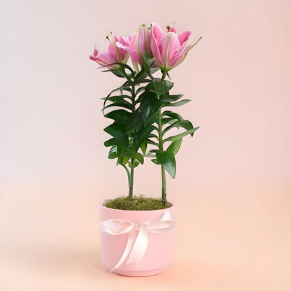 Rosa Concrete Lily – Pembe Beton Saksıda Pembe Lilyum