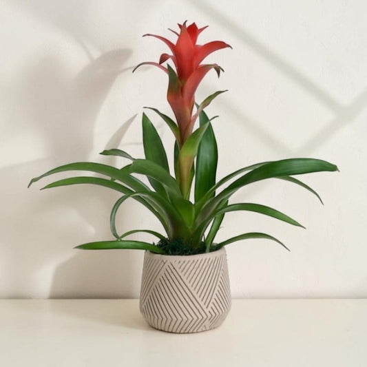 Linea Verde – Geometrik Çizgi Desenli Saksıda Guzmania
