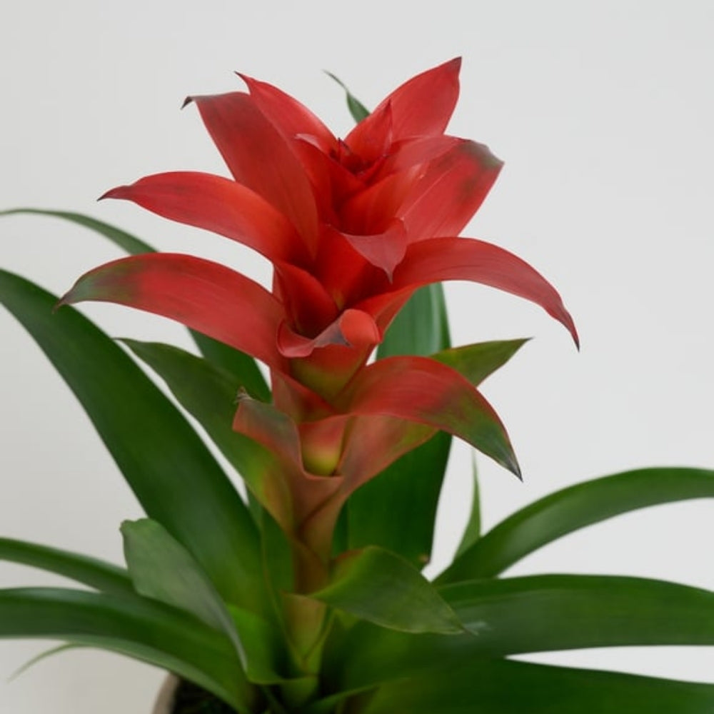 Linea Verde – Geometrik Çizgi Desenli Saksıda Guzmania