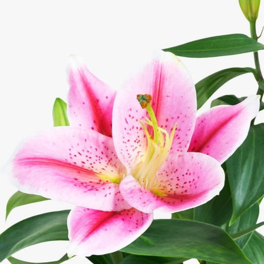 Rosa Concrete Lily – Pembe Beton Saksıda Pembe Lilyum