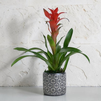 Urban Tropic – Kare Desenli Gri Beton Saksıda Guzmania Bitkisi