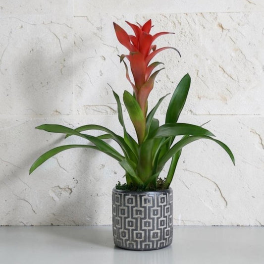 Urban Tropic – Kare Desenli Gri Beton Saksıda Guzmania Bitkisi