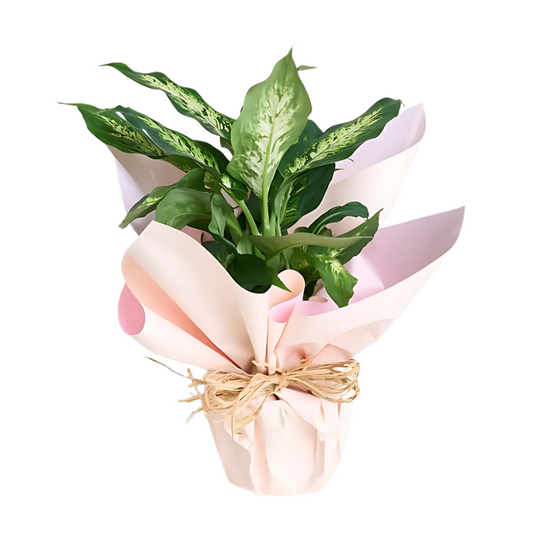 Evergreen Touch – Saksıda Difenbahya Çiçeği