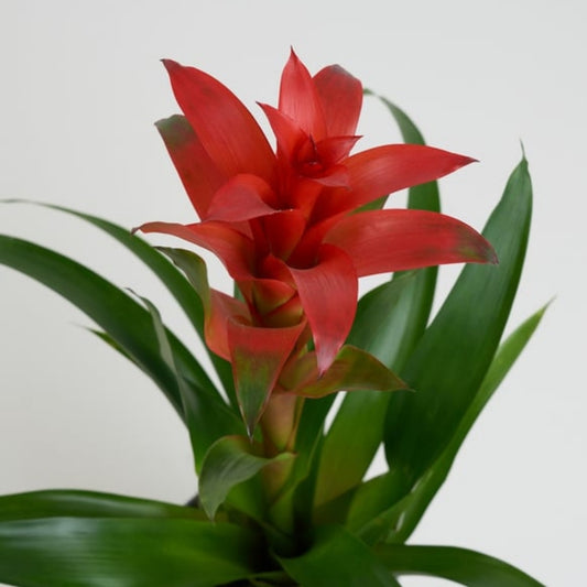 Urban Tropic – Kare Desenli Gri Beton Saksıda Guzmania Bitkisi