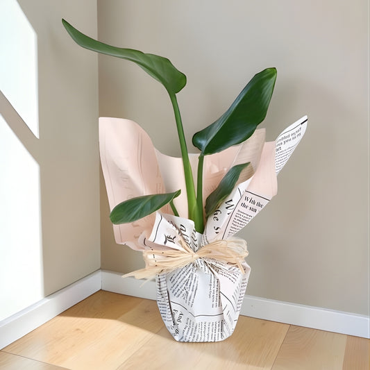 Urban Tropica – Gazete Buket Kağıtlı Starliçe Bitkisi