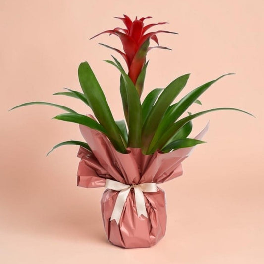 Coral Bloom – Somon Buketli Saksıda Guzmania