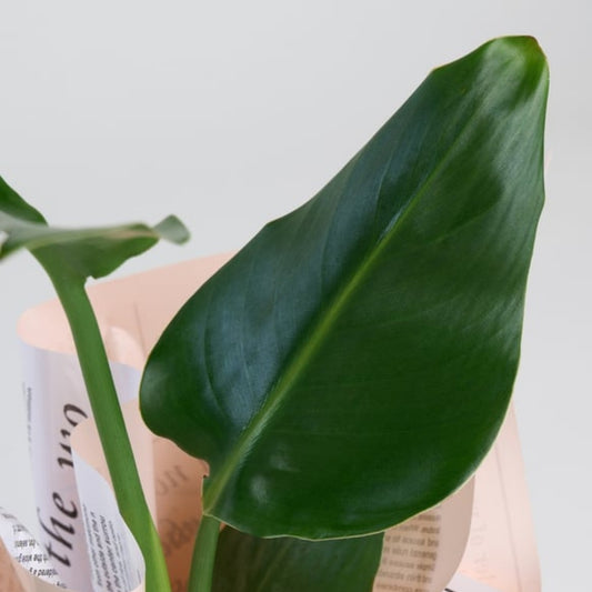 Urban Tropica – Gazete Buket Kağıtlı Starliçe Bitkisi