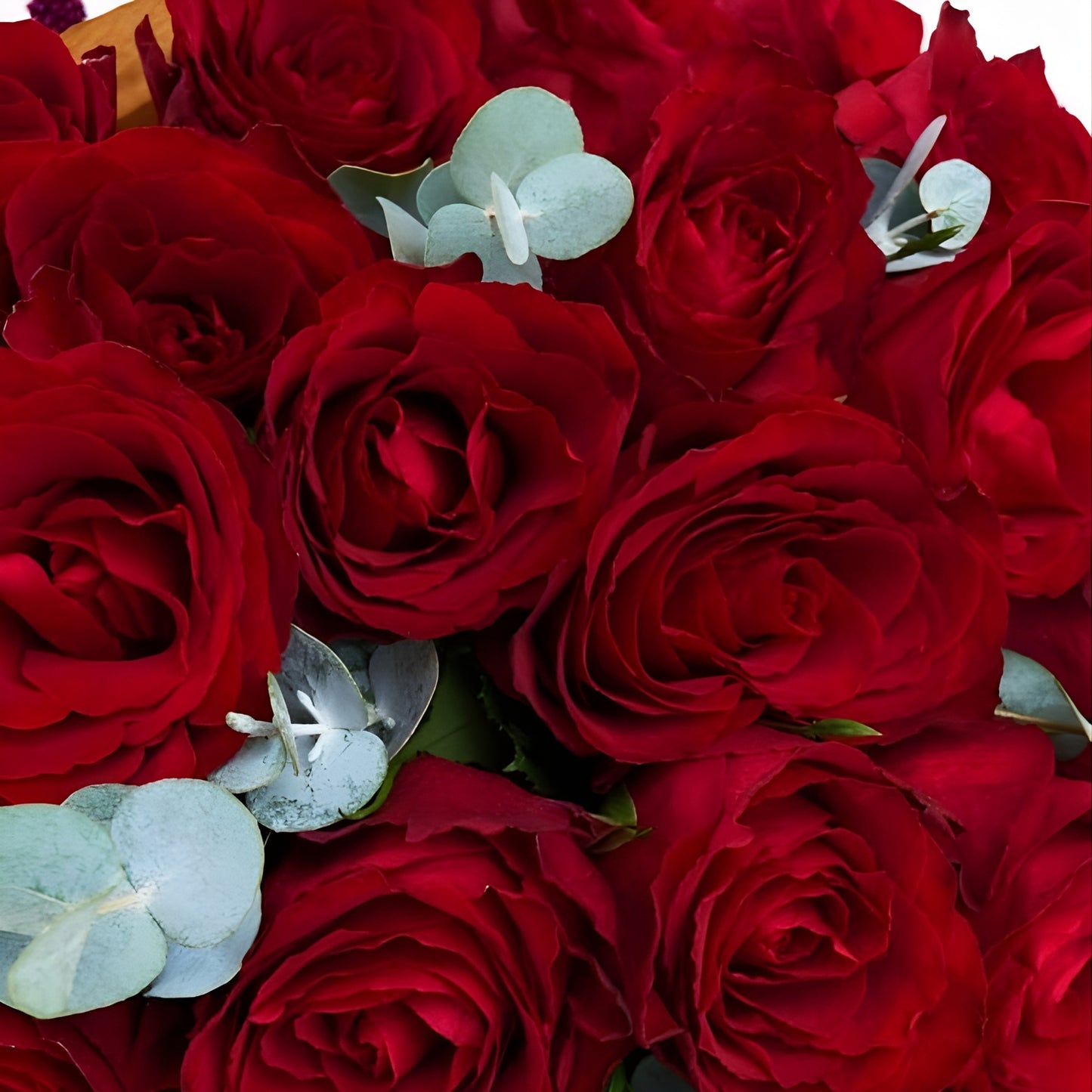 Eternal Love – 60 Kırmızı Gül Buketi