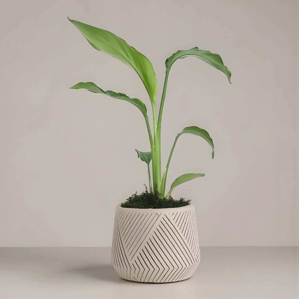 Linea Tropic – Geometrik Çizgi Desenli Saksıda Starliçe