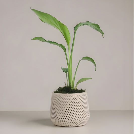 Linea Tropic – Geometrik Çizgi Desenli Saksıda Starliçe